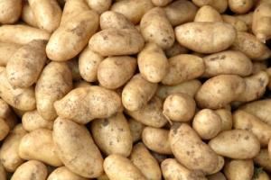 Продажа картофеля: выгодный ли это бизнес