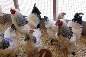 Куриная мини-ферма: расчет рентабельности и пошаговый бизнес-план