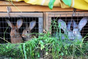 Готовый бизнес-план по организации кролиководческой фермы — перспективы рынка и анализ конкуренции, план сбыта, факторы риска Ферма по разведению и выращиванию кроликов