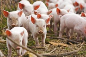 Домашнее свиноводство: выращивание свиней как бизнес Как открыть свиноферму с нуля
